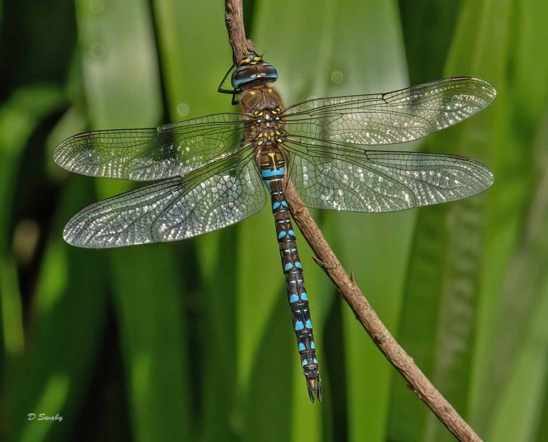 Insects