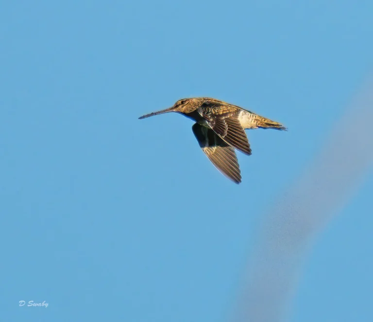 Bird Gallery 2020