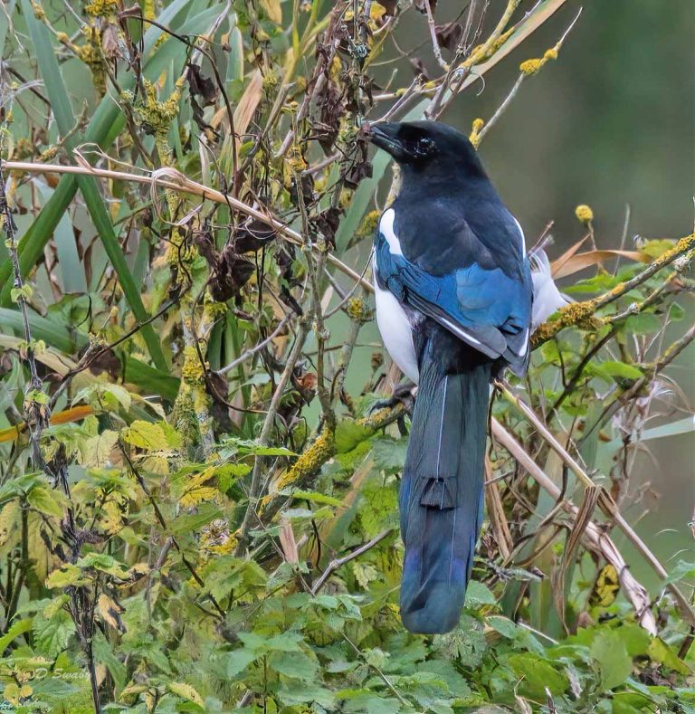 Bird Gallery 2019
