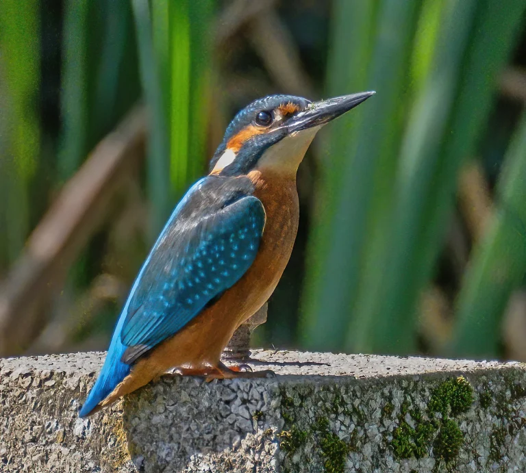 Bird Gallery 2020