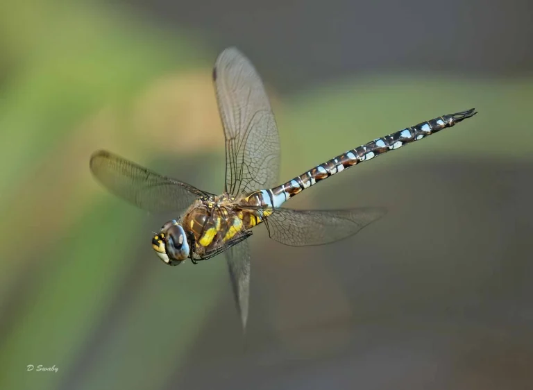 Insects