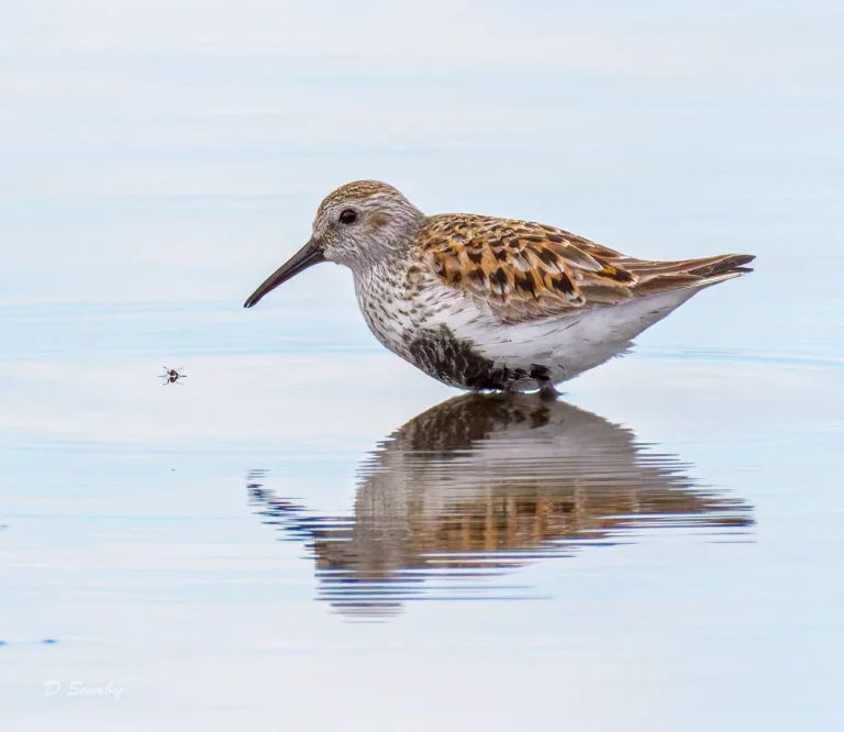 Dunlin