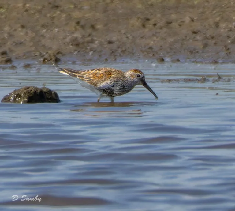 Dunlin