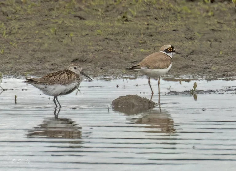 Dunlin wirh LRP