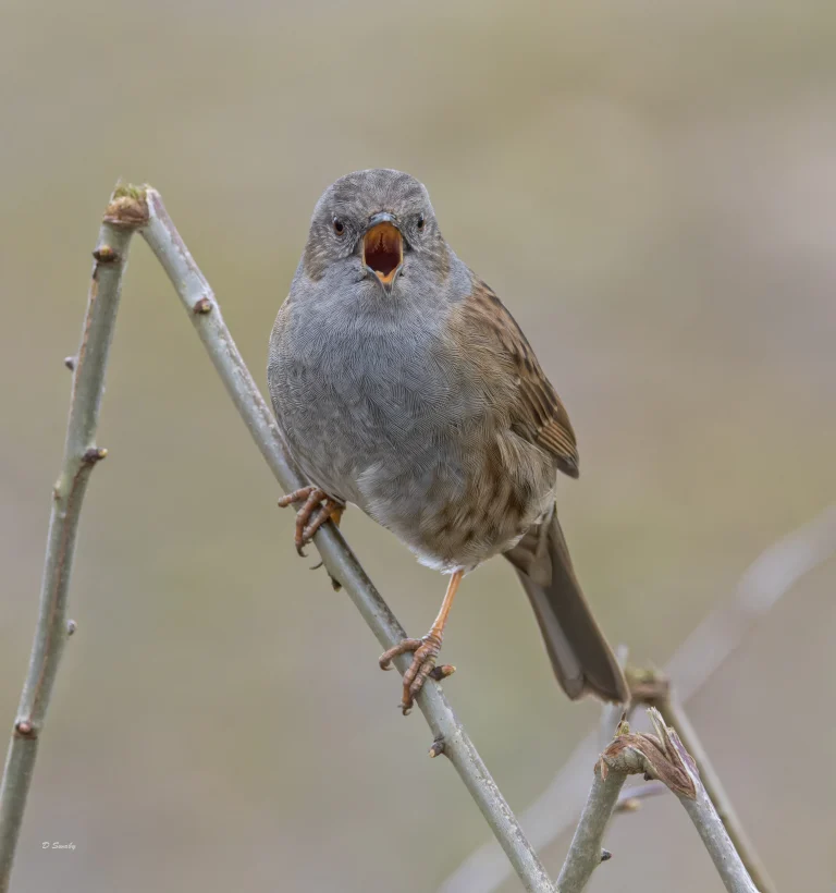 Dunnock
