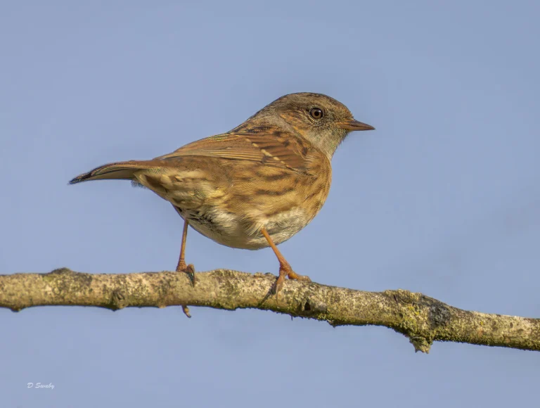 Dunnock