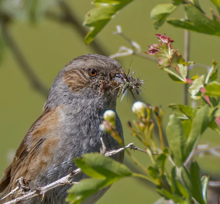 Dunnock