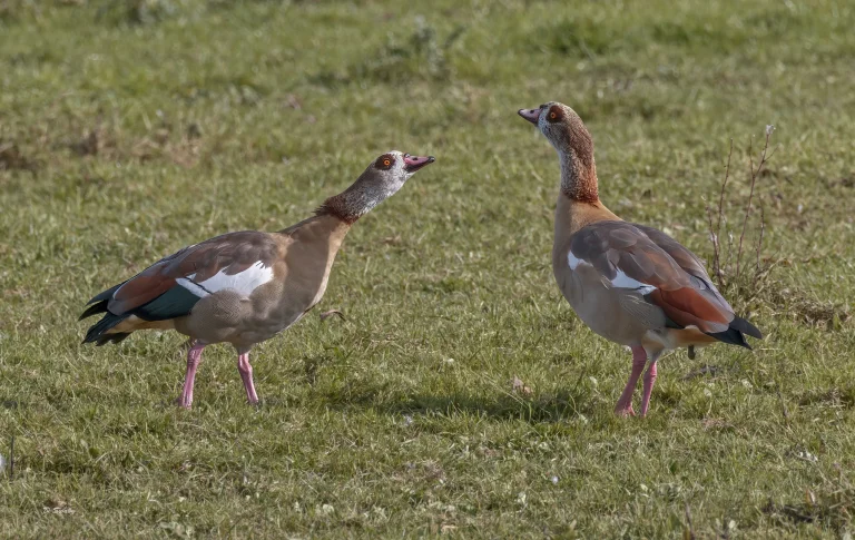 Egyptian Geese displaying