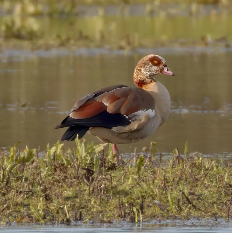 Egyptian Goose