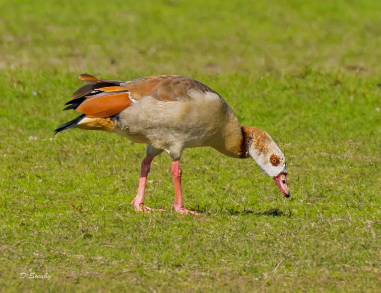 Egyptian Goose