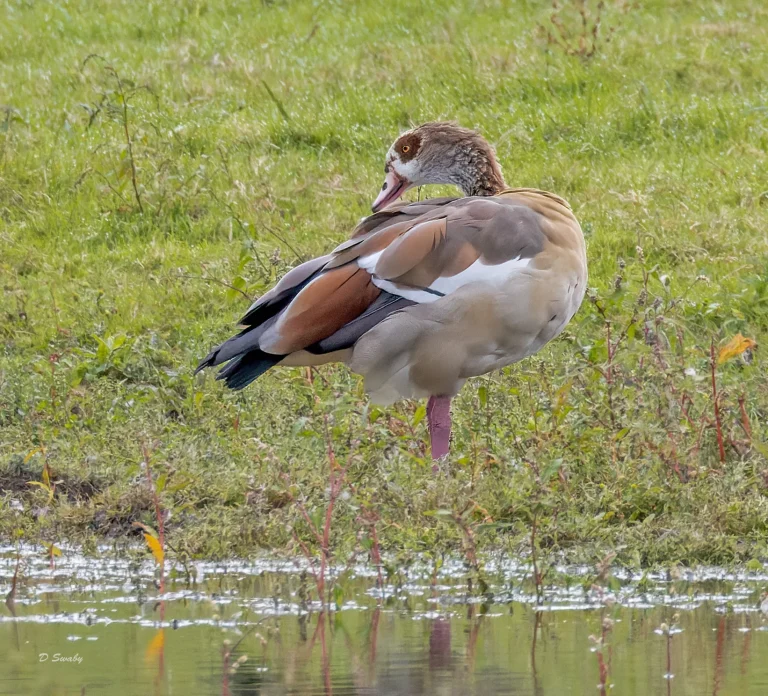 Egyptian Goose
