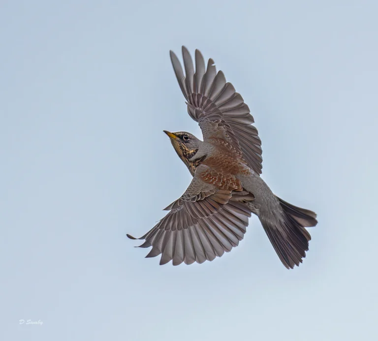 Fieldfare