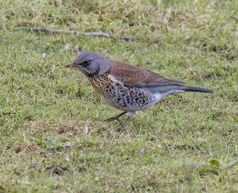 Fieldfare