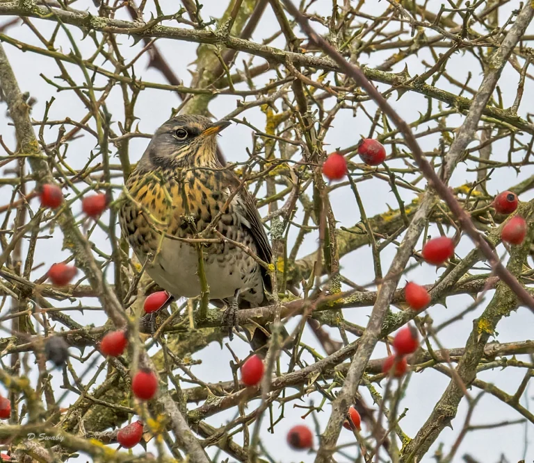 Fieldfare