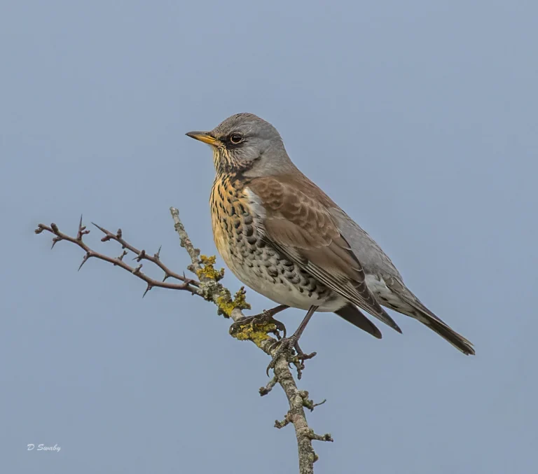 Fieldfare