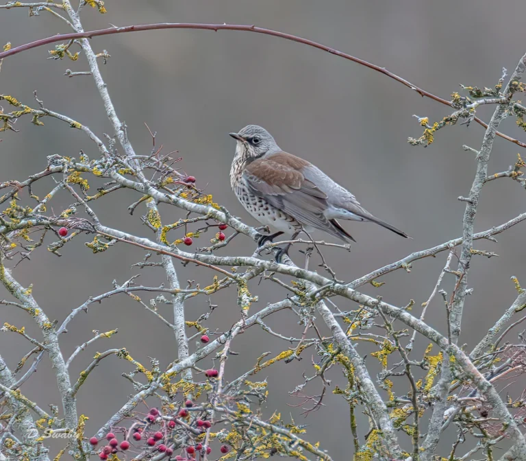 Fieldfare