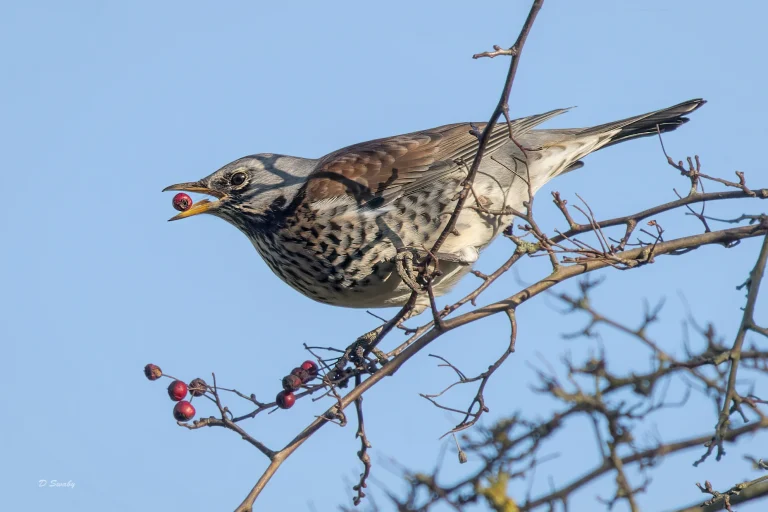 Fieldfare with a snack