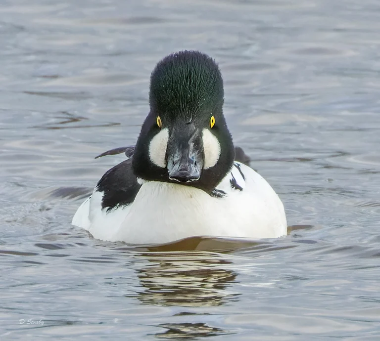 Goldeneye