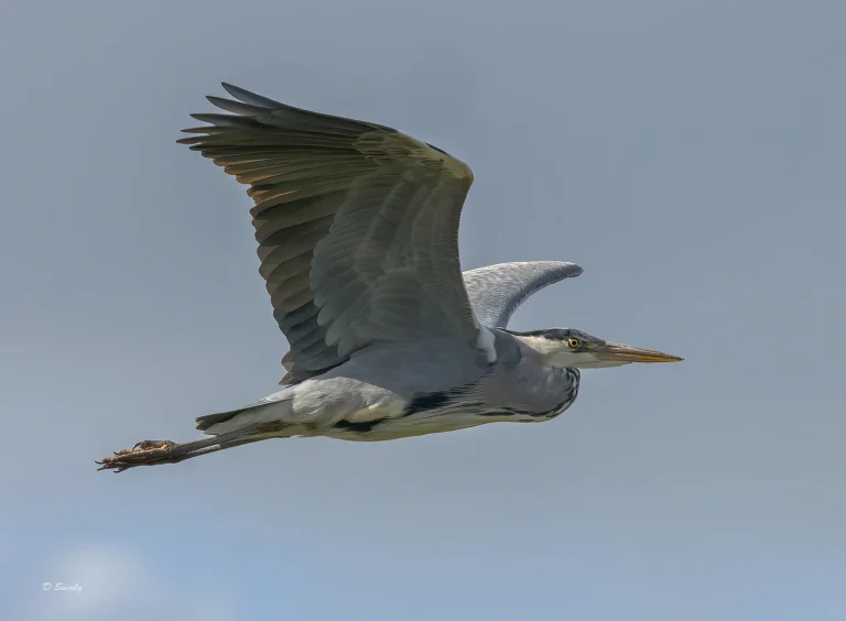 Bird Gallery 2022