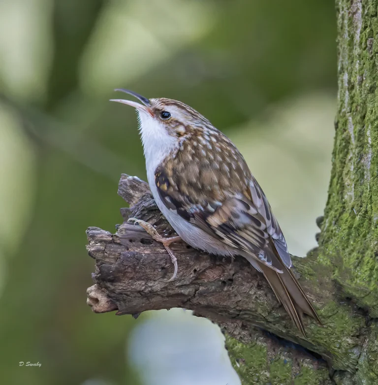 Treecreeper