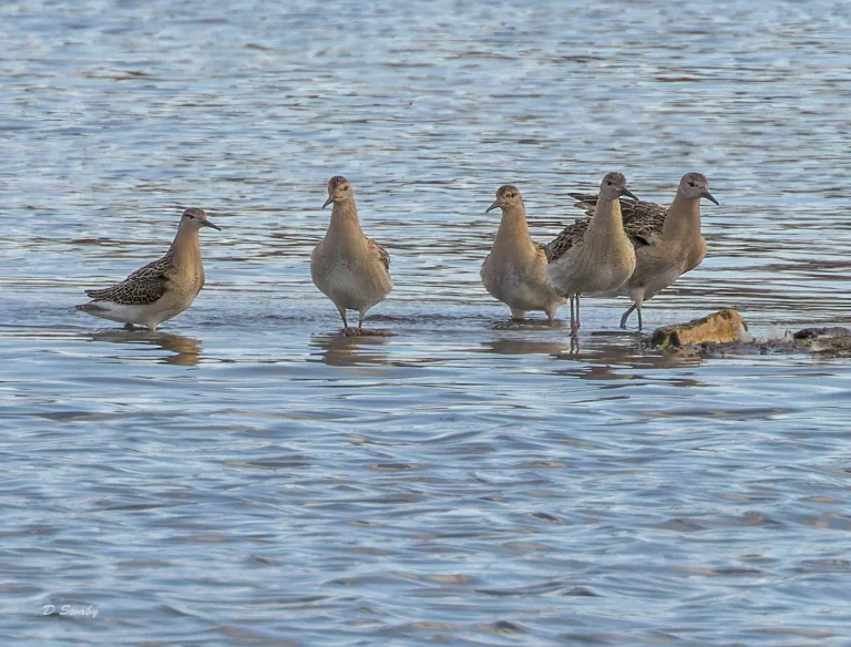 5 Ruff