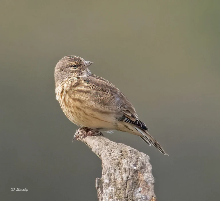 Bird Gallery 2022