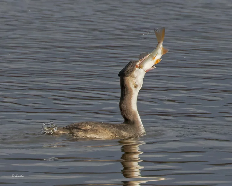 Great Crested Grebe
