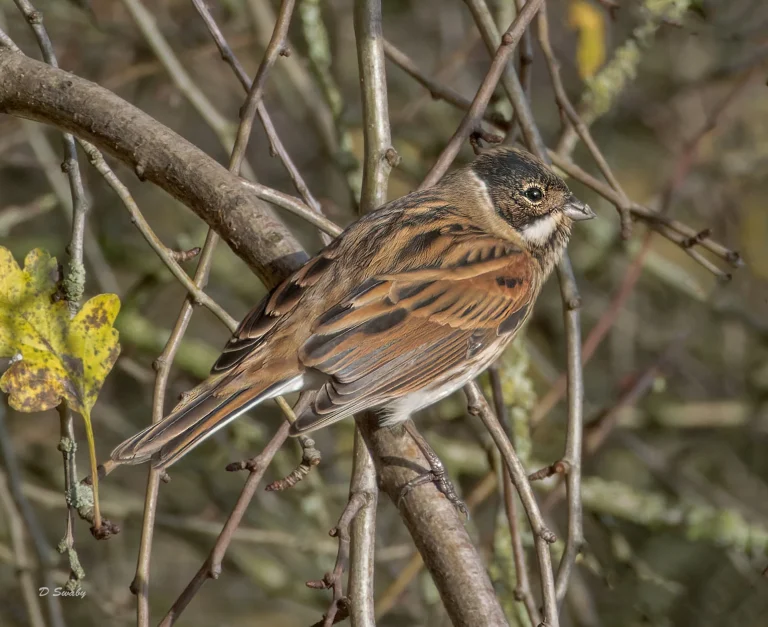 Bird Gallery 2022