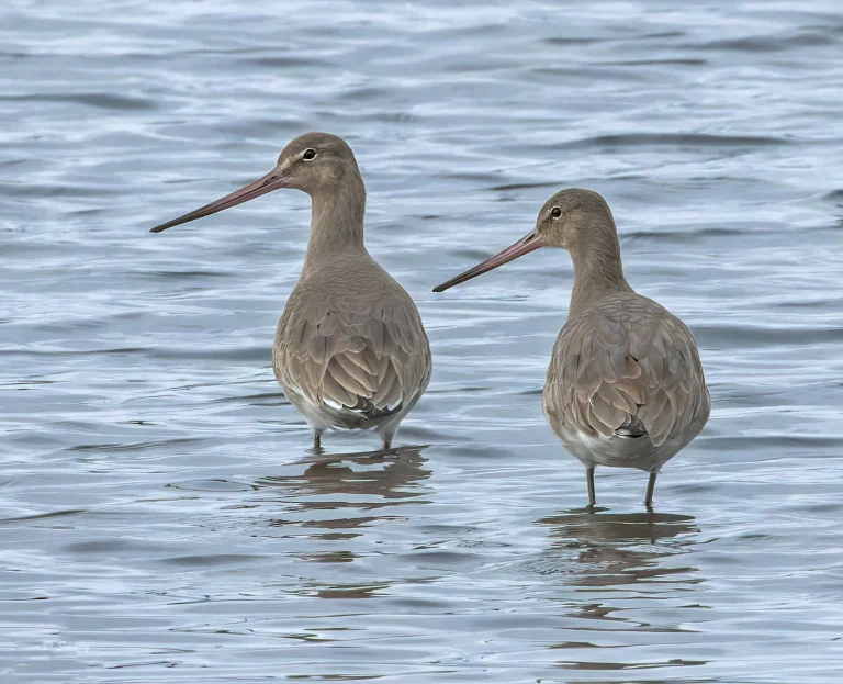 Black Tailed Godwits