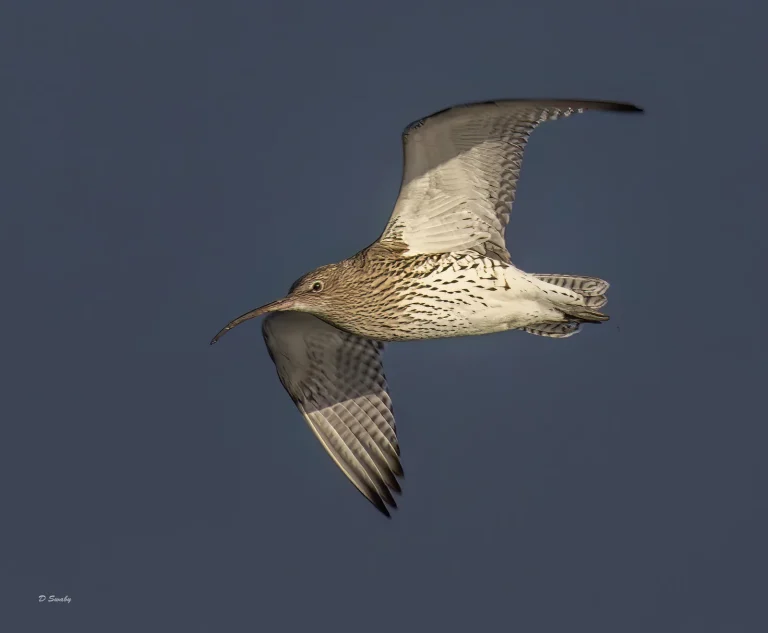 Curlew