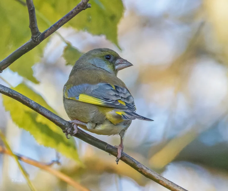 Bird Gallery 2022