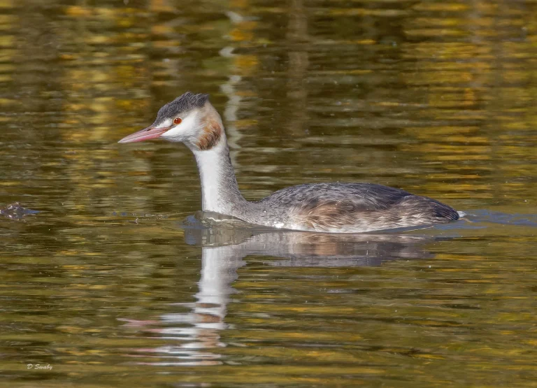 Bird Gallery 2022