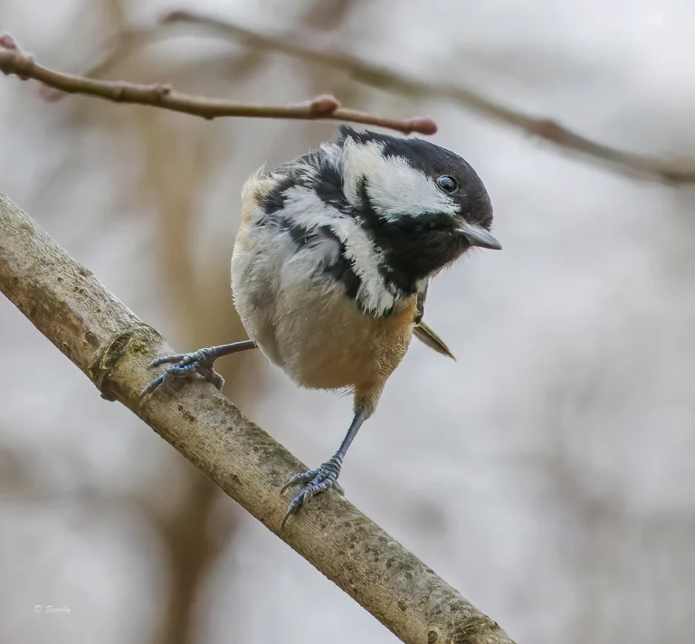 Coal tit