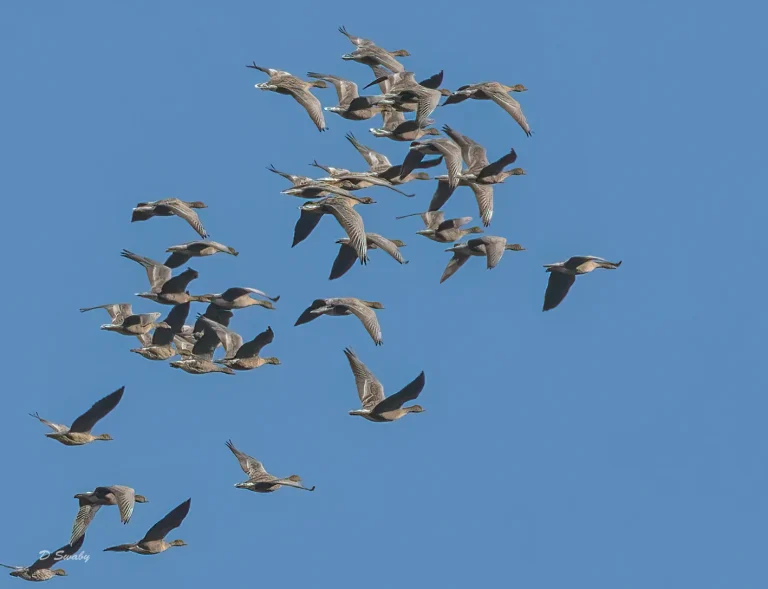 Bird Gallery 2022