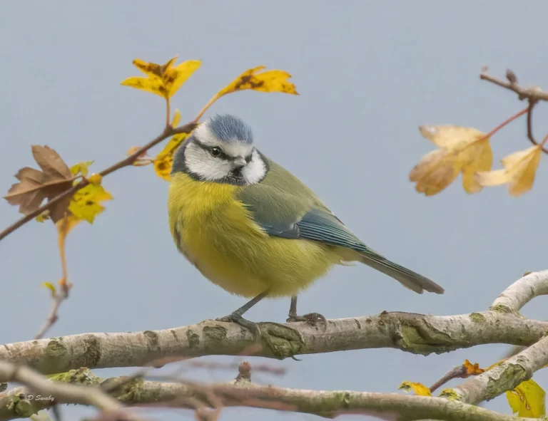 Bird Gallery 2022