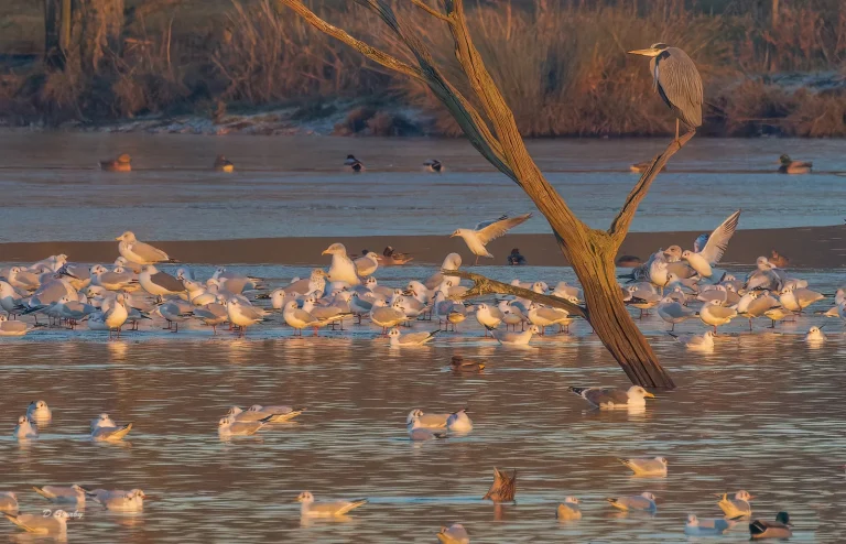Bird Gallery 2022