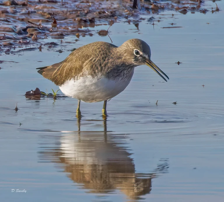 Green Sandpiper