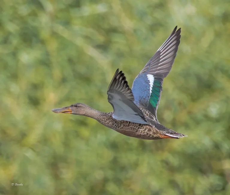 Bird Gallery 2022