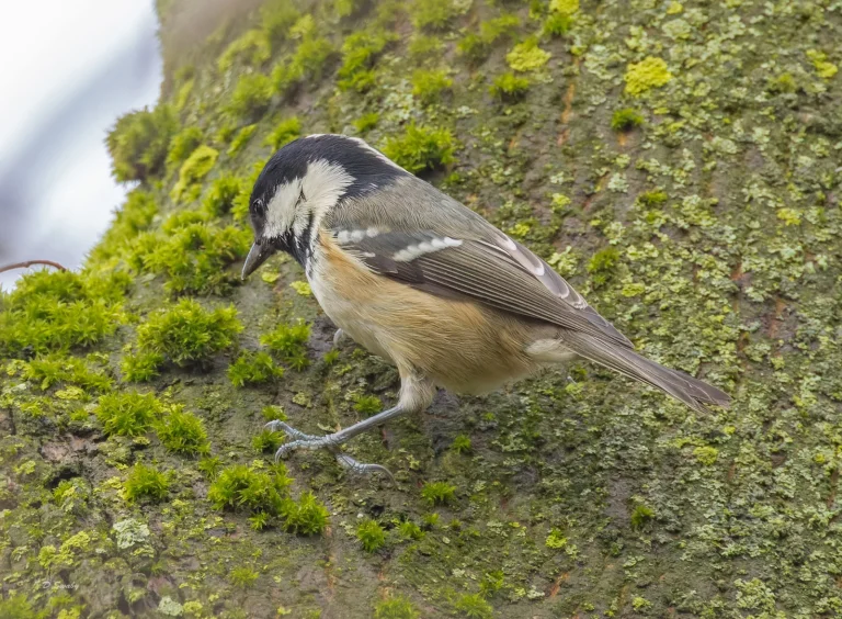 Bird Gallery 2022