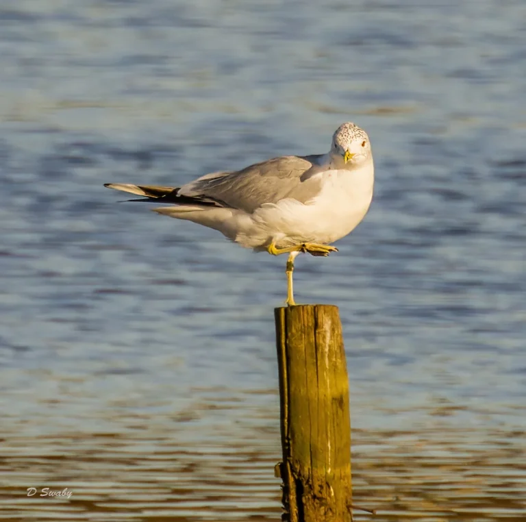 Common Gull