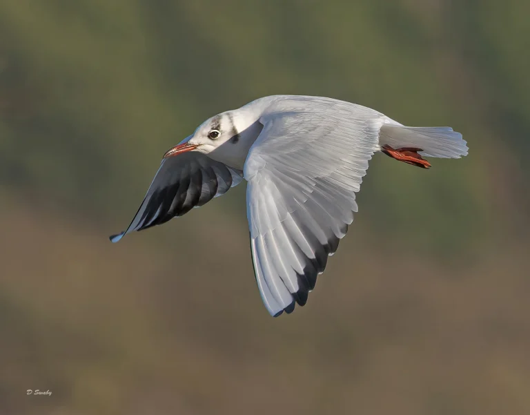 Bird Gallery 2022