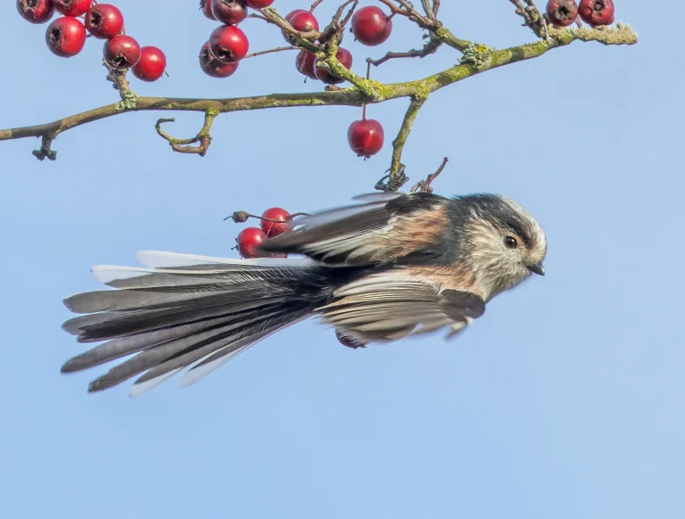 Bird Gallery 2022