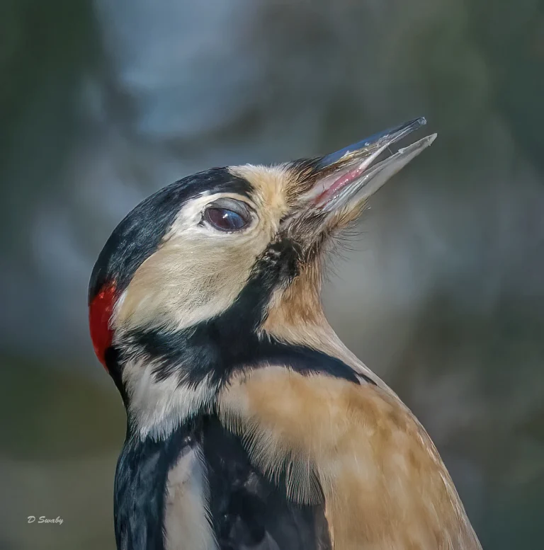 Bird Gallery 2022