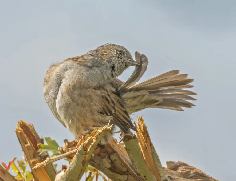 Bird Gallery 2022