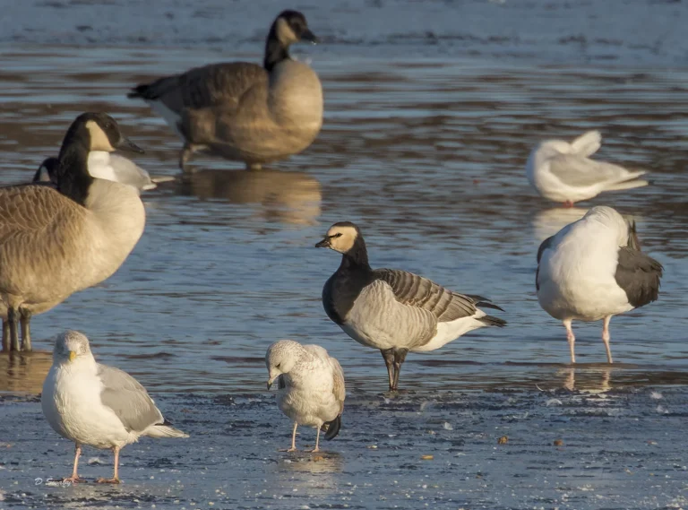 Bird Gallery 2022
