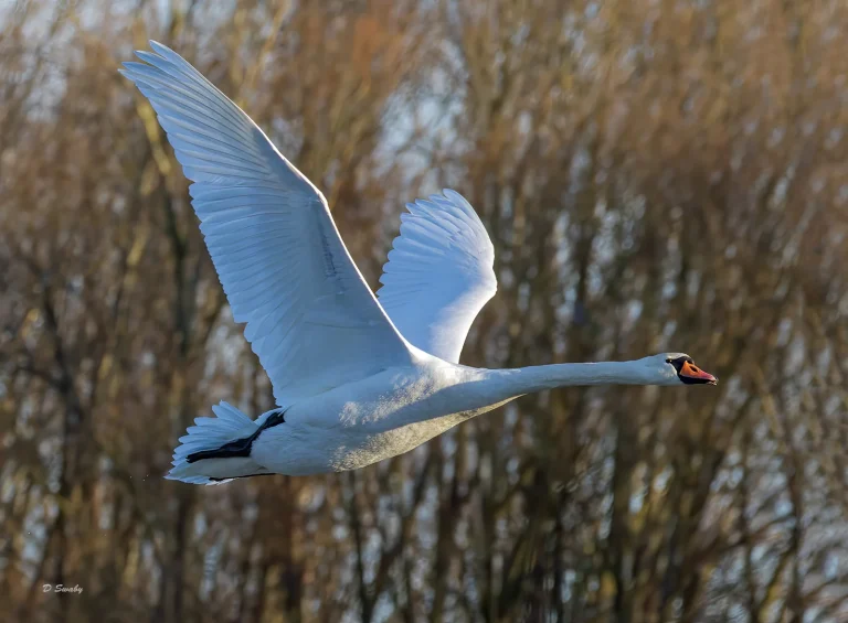 Bird Gallery 2022