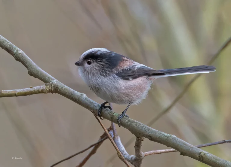Bird Gallery 2022