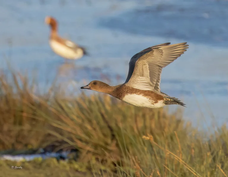 Bird Gallery 2022