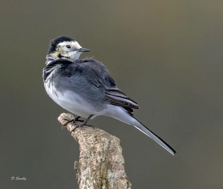 Bird Gallery 2022