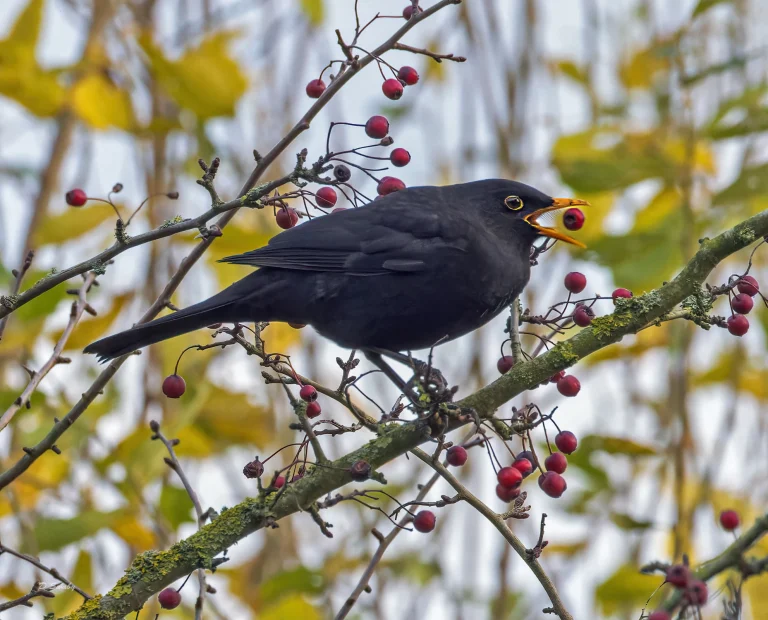Bird Gallery 2022